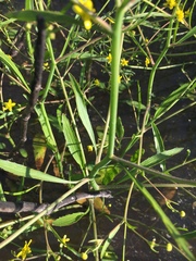 Ranunculus laxicaulis