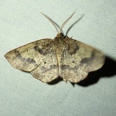 Metarranthis angularia