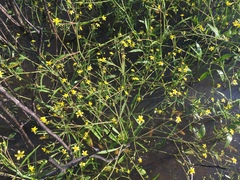 Ranunculus laxicaulis