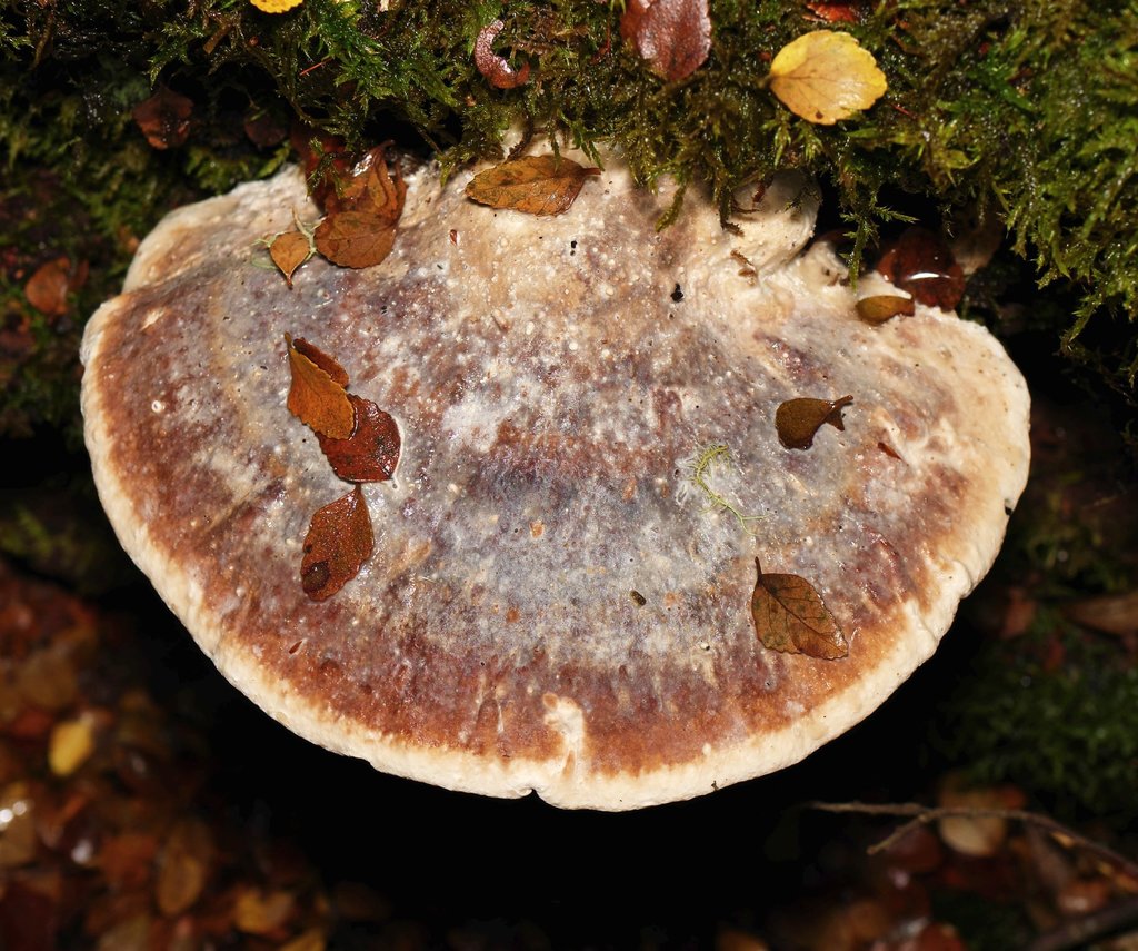 Ryvardenia cretacea