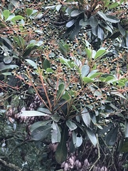 Machilus chekiangensis