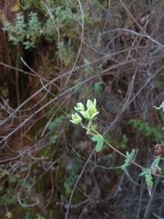 Calceolaria parvifolia