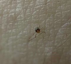 Amblyomma cajennense