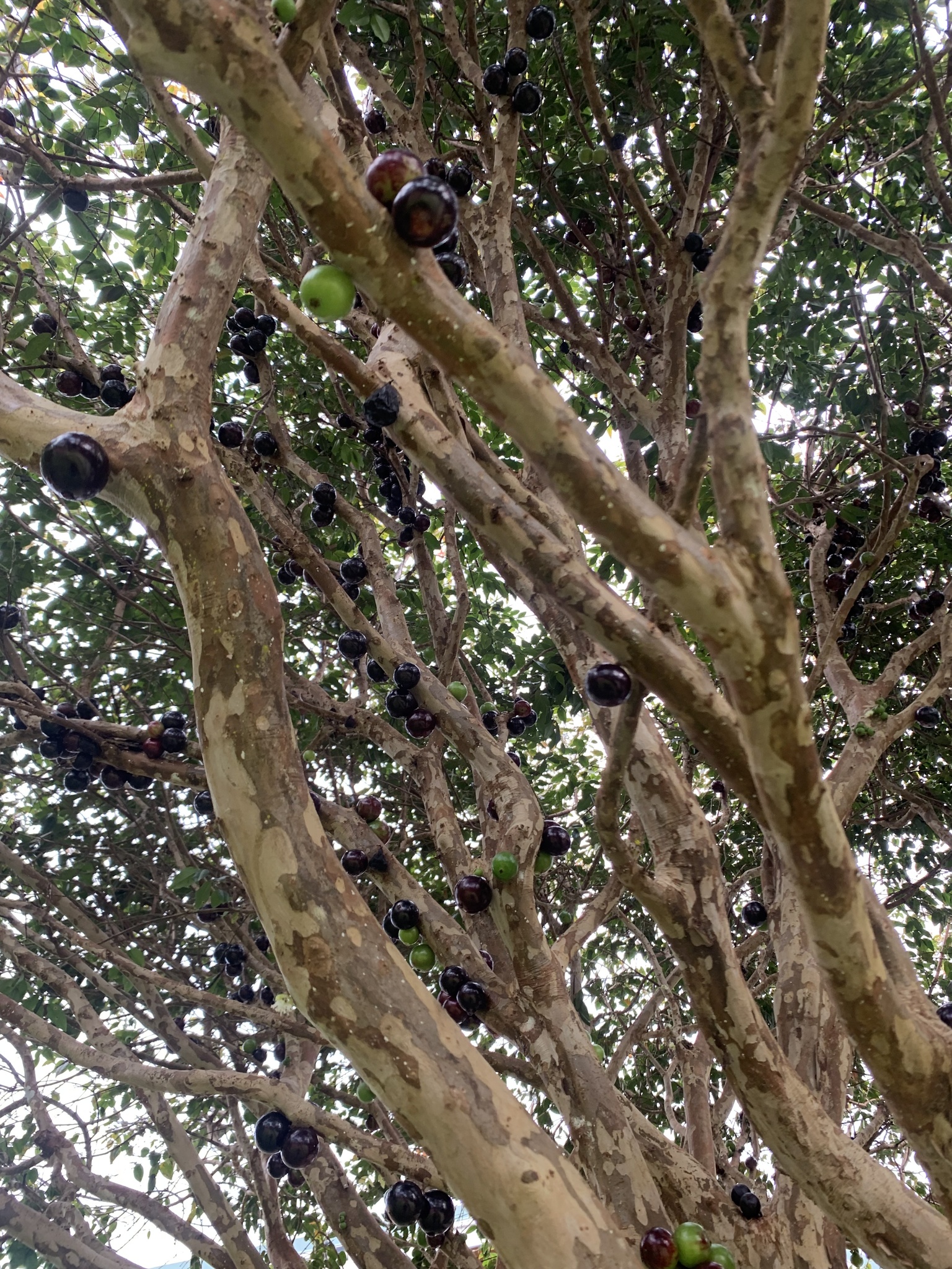 Imagem de Jabuticaba-paulista