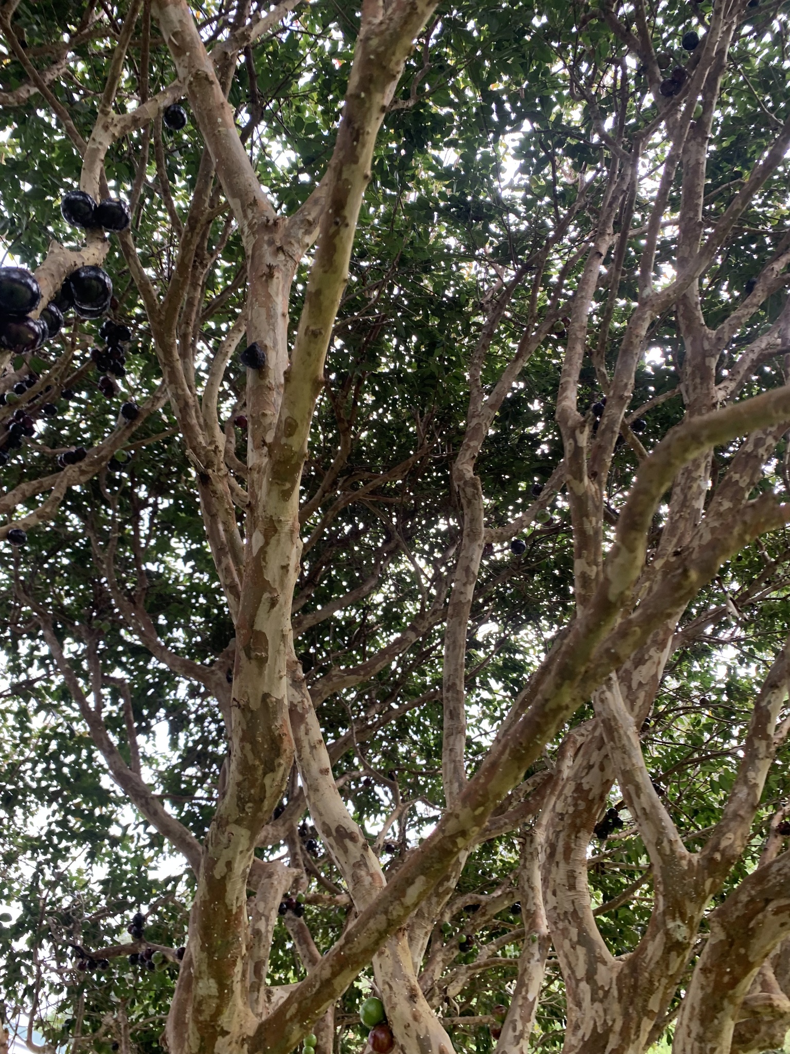 Imagem de Jabuticaba-paulista