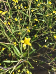 Ranunculus laxicaulis