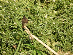 Sayornis nigricans