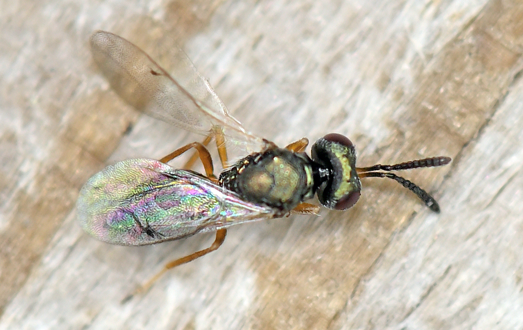 Cyrtogaster vulgaris