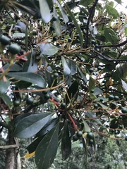 Machilus chekiangensis