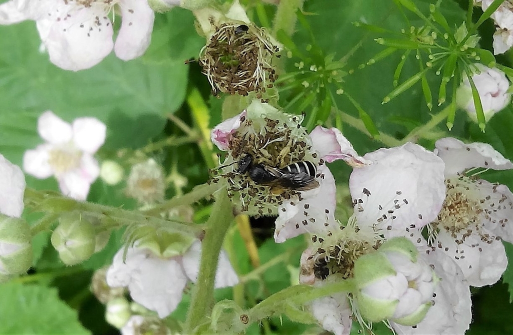 Halictus carinthiacus