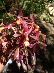 Epidendrum radioferens