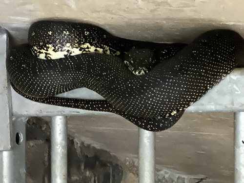 Diamond Python sighting