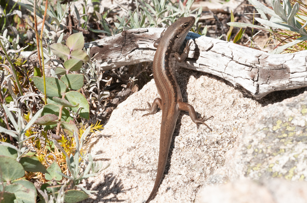 Montane Rock-skink