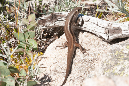 Mountain Skink, Liopholis montana