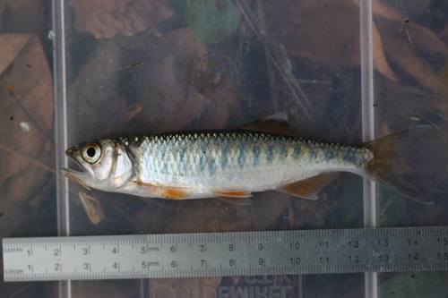 Steindachners roofkarper (Raiamas steindachneri) — Cyprinidae — 3