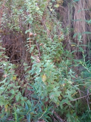 Calceolaria parvifolia