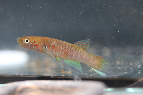 Guinean killi (Archiaphyosemion guineense) — Nothobranchiidae — 4
