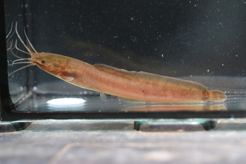 Buettikofer's airbreathing catfish (Clarias buettikoferi) — Clariidae — 5