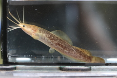 Catfish photo 1