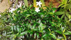 Tabernaemontana divaricata