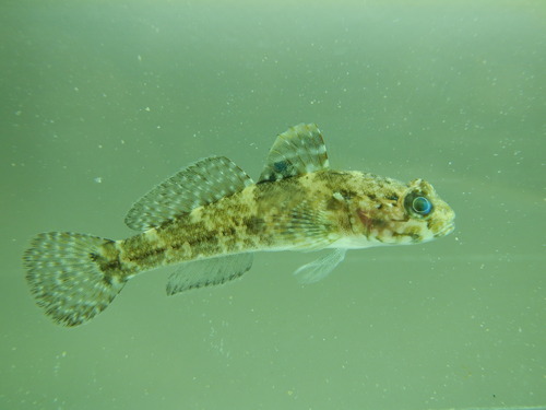 Rock Goby