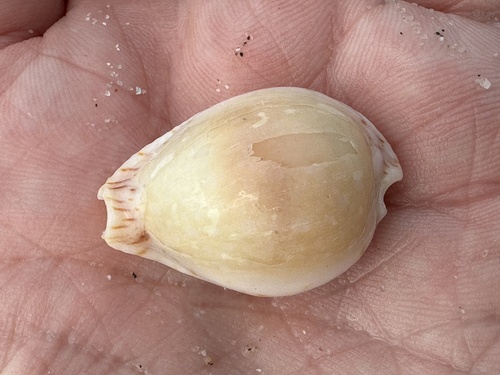 Cypraea lamarckii observed 2024-03-28