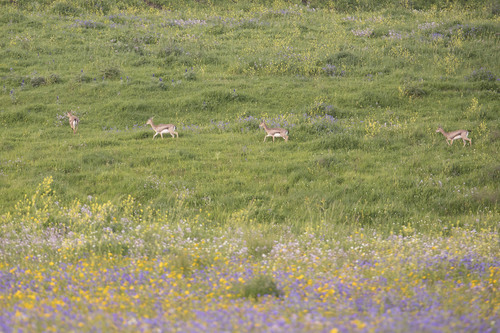 マウンテンガゼル