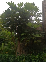 Plerandra elegantissima