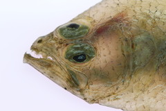 Spotted Flounder photo 5
