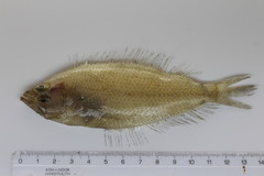 Spotted Flounder photo 4