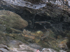 Hesperoleucus symmetricus