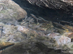 Hesperoleucus symmetricus