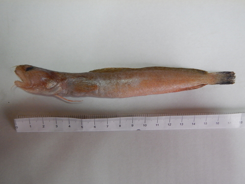 iNaturalist | (c) Hydrobiological Station of Rhodes, some rights reserved (CC BY-NC), uploaded by Hydrobiological Station of Rhodes Representative image of Gaidropsarus macrophthalmus