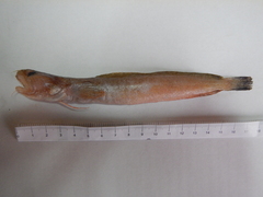 Bigeye Rockling photo 1
