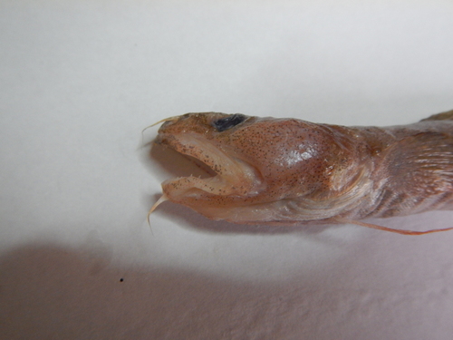 Bigeye rockling (Gaidropsarus macrophthalmus) — Lotidae — 2