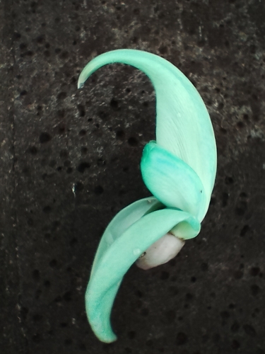 Strongylodon macrobotrys