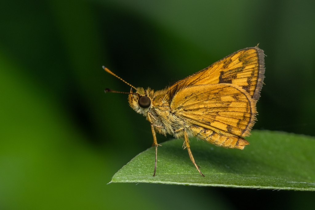 Suniana