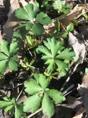 Anemonoides quinquefolia