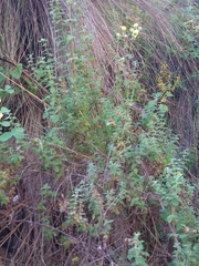 Calceolaria parvifolia
