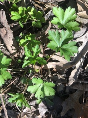 Anemonoides quinquefolia