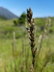 Melica imperfecta
