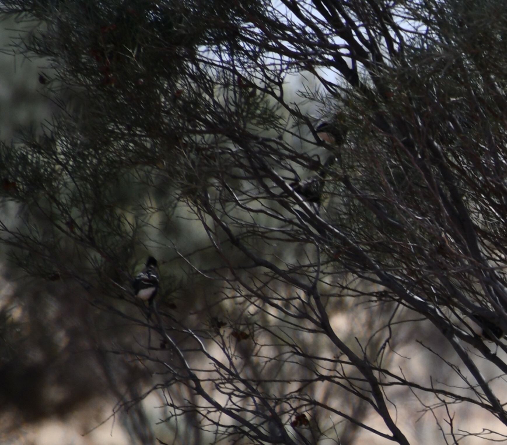 Chestnut-crowned Babbler (Pomatostomus ruficeps), photo 9