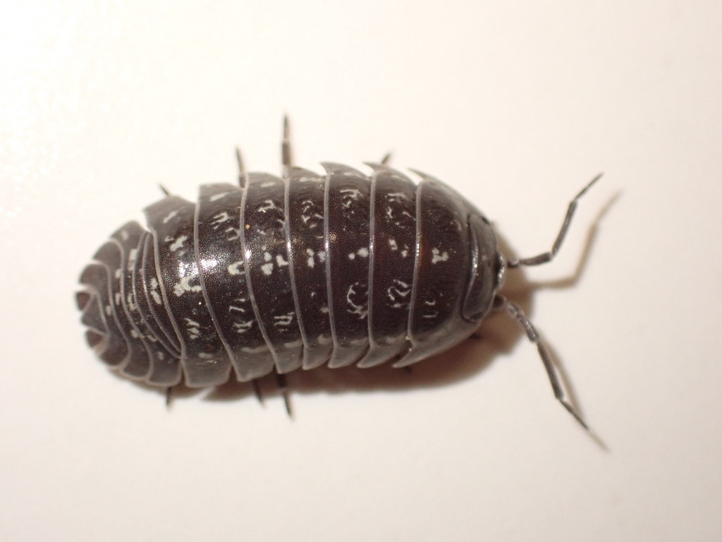 Armadillidium esterelanum