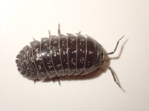 Armadillidium esterelanum