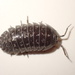 Armadillidium simoni - Photo (c) Fabien Piednoir, some rights reserved (CC BY-SA), uploaded by Fabien Piednoir