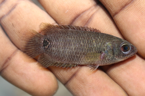 Tailspot climbing perch (Ctenopoma kingsleyae) — Anabantidae — 2