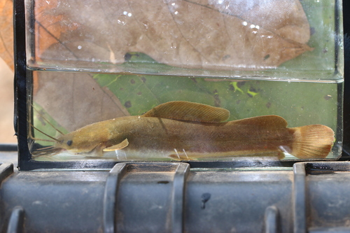 Sampa (Heterobranchus longifilis) — Clariidae — 4