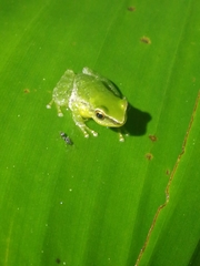 Pristimantis omeviridis