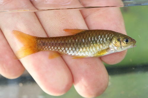 Dazzling barb (Enteromius ablabes) — Cyprinidae — 3