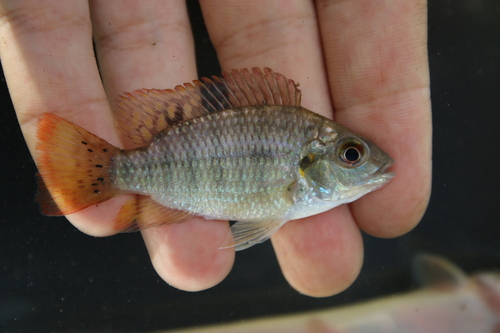 Louka tilapia (Coptodon louka) — Cichlidae — 2